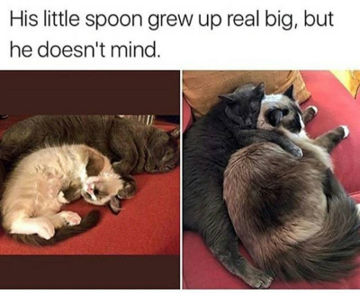 two images of cats with text